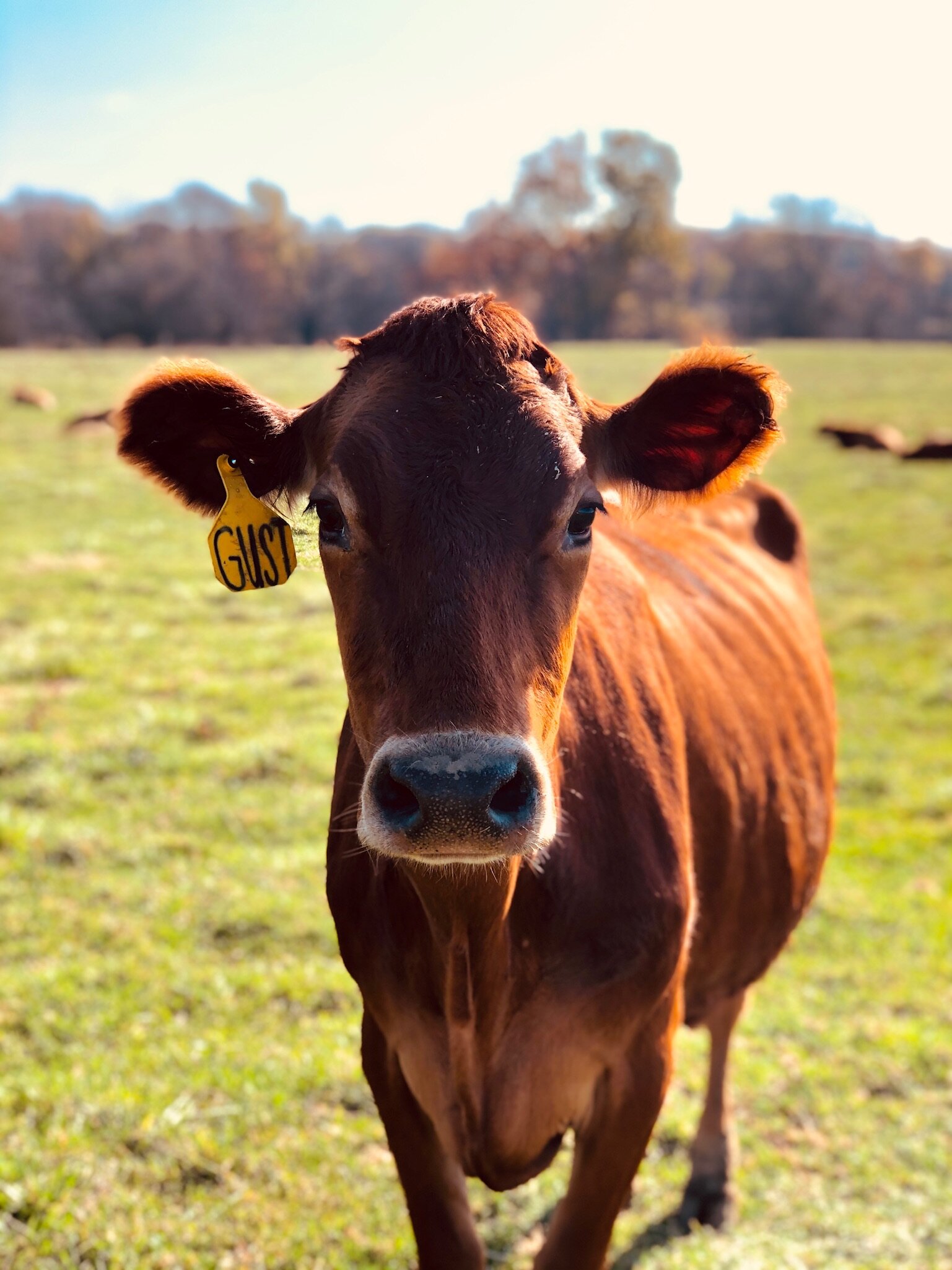 Jersey Cow